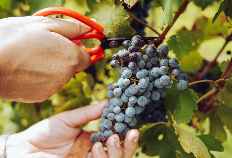 Gezondheidsvoordelen van druiven