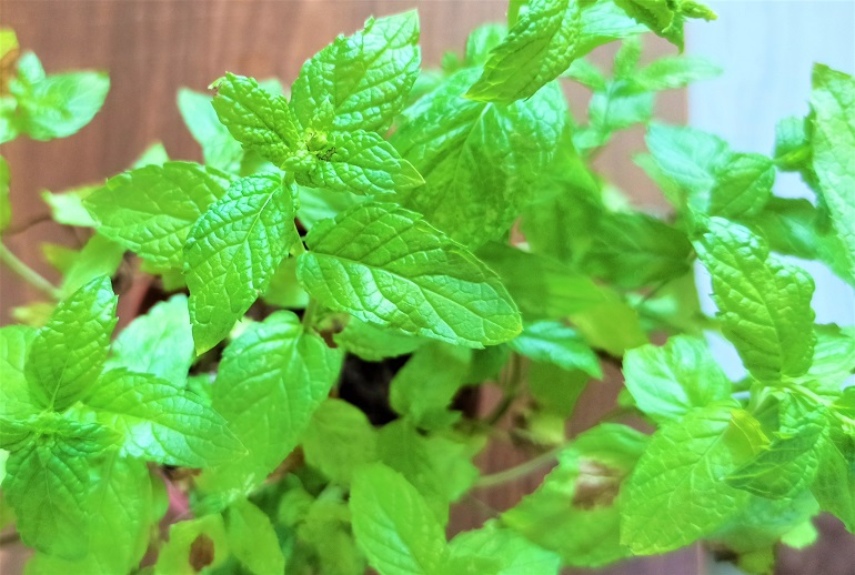 Growing Spearmint in my Backyard