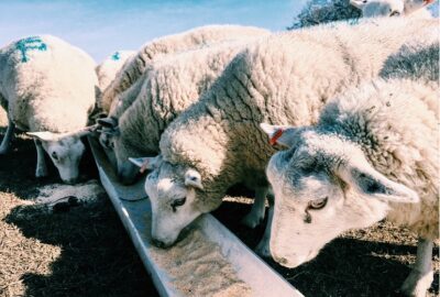 Hoe voer je schapen? – Wat geef je schapen te eten?