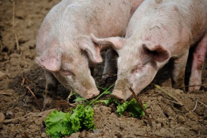 Hoe voer je varkens? – Hoeveel eet een varken per dag? – Wat kun je varkens voeren?