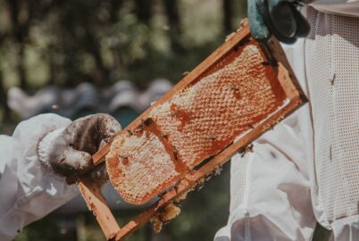 Honing oogsten