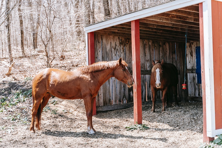 Huisvesten van paarden – Afmetingen schuilstal paard