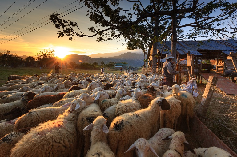 Is schapenhouderij winstgevend?