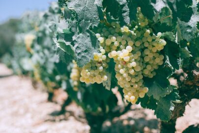 Kiezen van een druivenras – Welke wijndruiven zijn er?