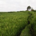 Nutriëntenbeheer in rijstgewassen – bemesting van rijstplanten