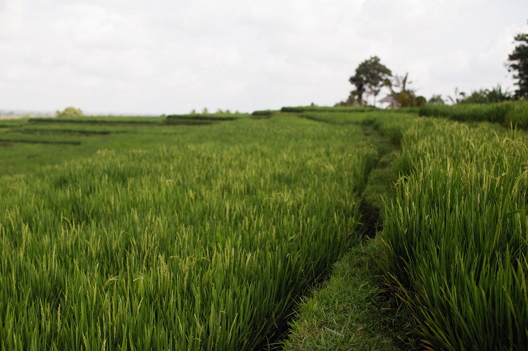 Nutriëntenbeheer in rijstgewassen – bemesting van rijstplanten