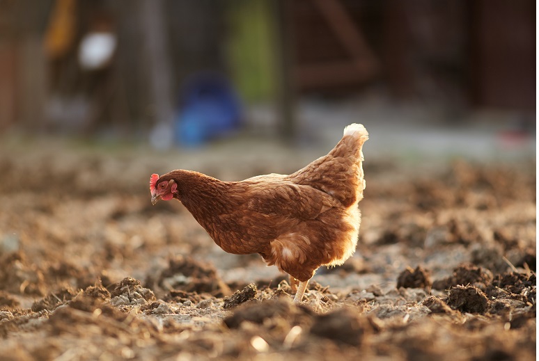Omgaan met kippenmest – Wat kun je doen met kippenmest?