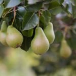Oogst en opbrengsten van perenbomen