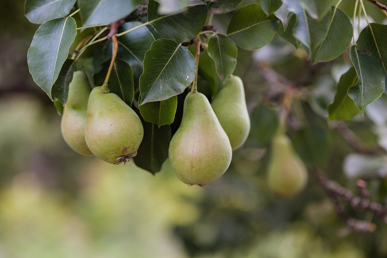 Oogst en opbrengsten van perenbomen