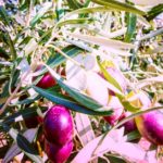 Organic Olive Farming