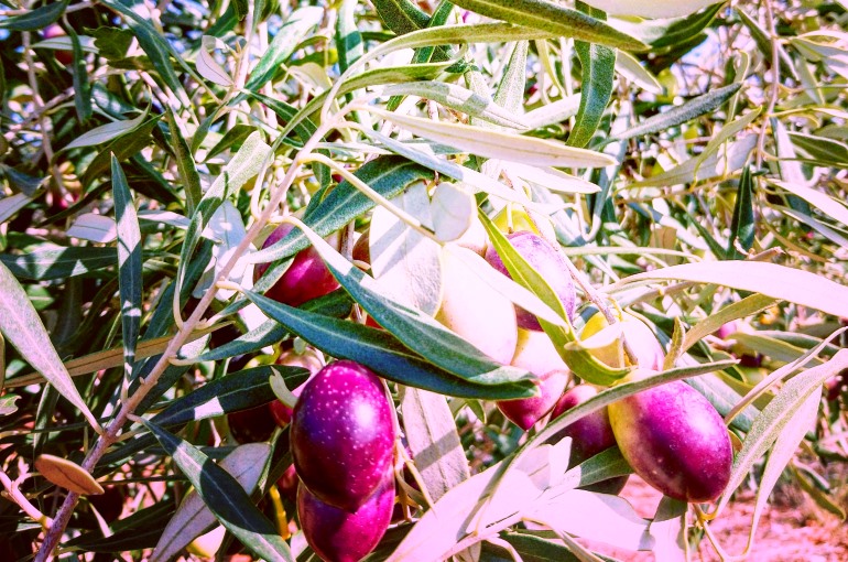 Organic Olive Farming