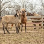Paardenmest productie en omgaan met mest – Wat doen jullie met paardenmest?