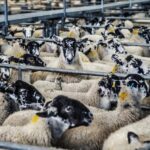 Productie van schapenmelk – Wat levert schapenmelk op? – Hoe melk je een schaap met de hand?