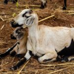 Produzione del letame della capra e gestione dei rifiuti