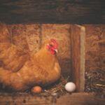 Produzione di uova di gallina