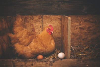 Produzione di uova di gallina