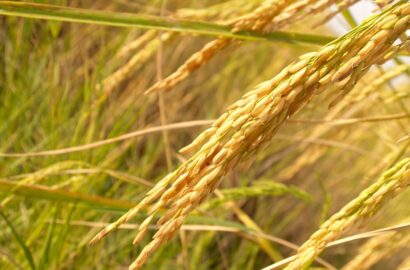 Rijstoogst, opbrengst per hectare en opslag