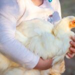 Salute e malattie del pollo da cortile