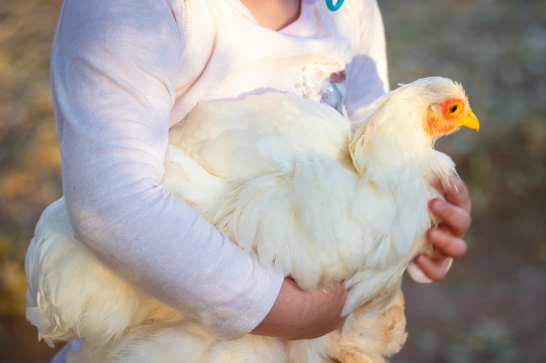 Salute e malattie del pollo da cortile