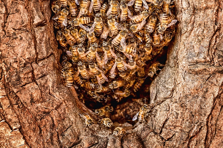 Dove sciamano le api? Quanto dura uno sciame di api?