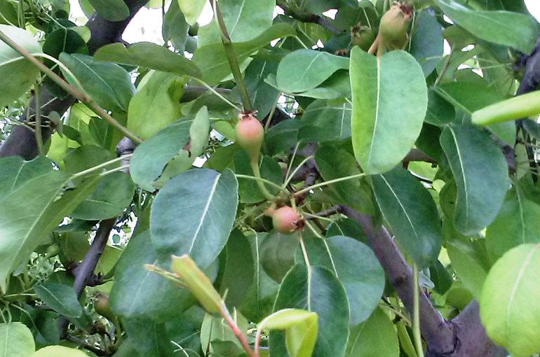 Snoeien van perenbomen – Welke maand perenboom snoeien? – Hoe en wanneer moet je een perenboom snoeien?