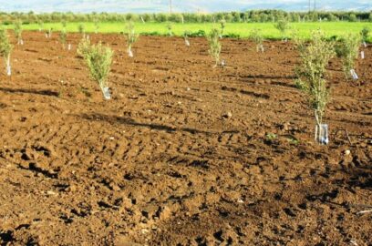 Soil Management in Olive Farming