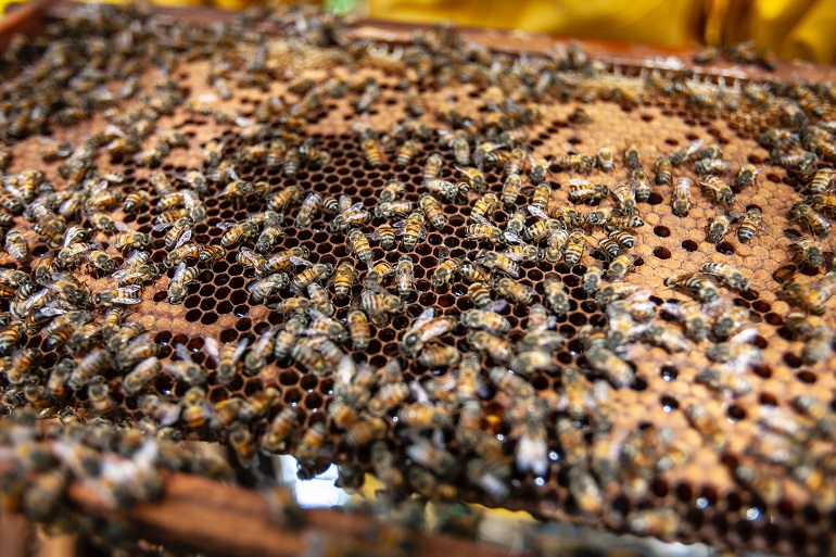 Structuur en organisatie van een honingbijmaatschappij