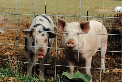 Varkenshokken – Ontwerpen van een varkensfokkerij