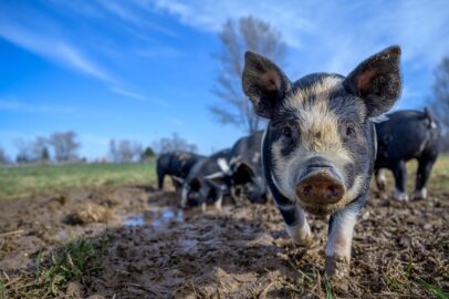 Varkensmest productie en omgaan met mest – Wat gebeurt er met varkensmest?