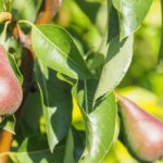 Vereisten voor perenboombemesting – Hoe perenboom bemesten?