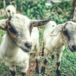 Vraag en antwoord over geiten – Weetjes over geiten