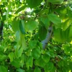 Vraag en antwoord voor perenbomen