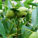 Ziekten en plagen voor walnootbomen
