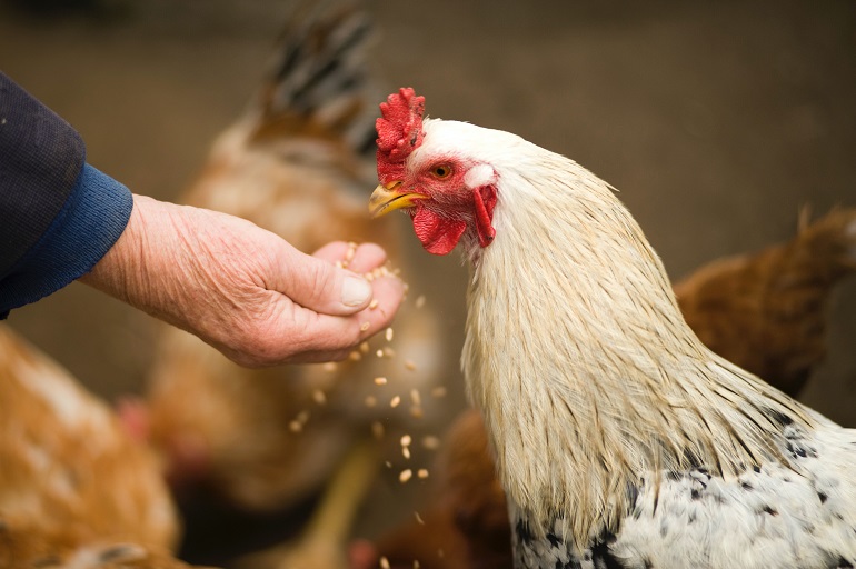 come allevare polli da carne a casa