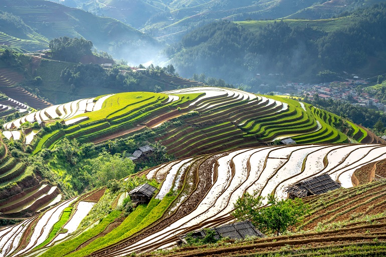 Rijst planten, zaaivereisten - Zaadsnelheid van rijst
