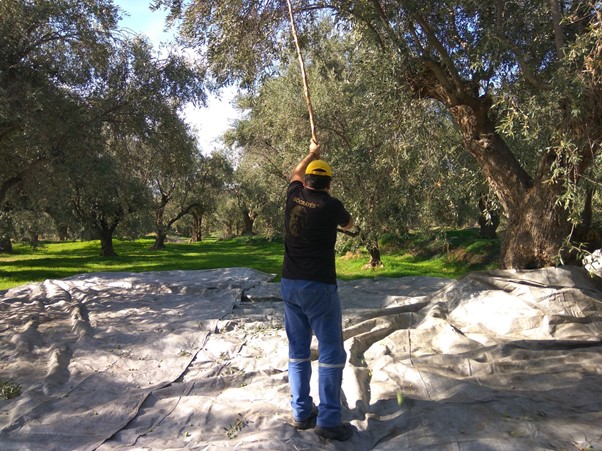 olive harvesting in Greece