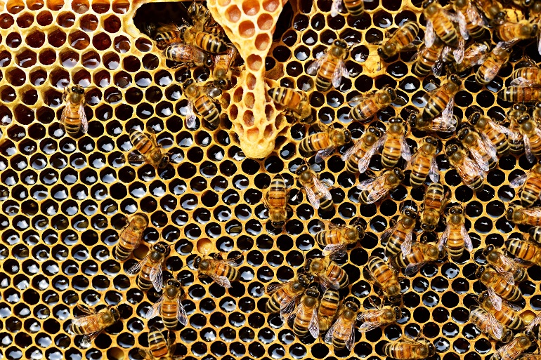 Hoe honing wordt gemaakt door bijen