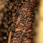 Principali malattie delle api