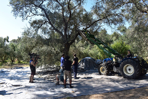 olive harvesting in Greece