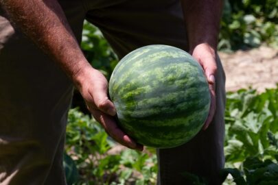 7 interessante feiten over watermeloen die je waarschijnlijk niet wist