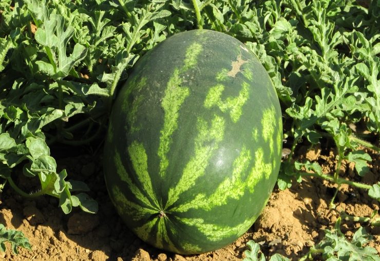 8 dingen om te overwegen bij het kweken van watermeloenen in je achtertuin