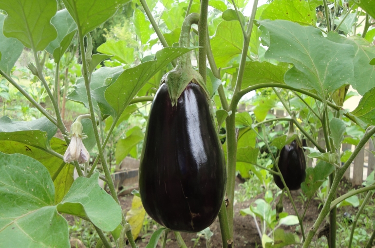 8 zaken om rekening mee te houden bij het telen van aubergine in je tuin - Hoeveel water Aubergineplant?