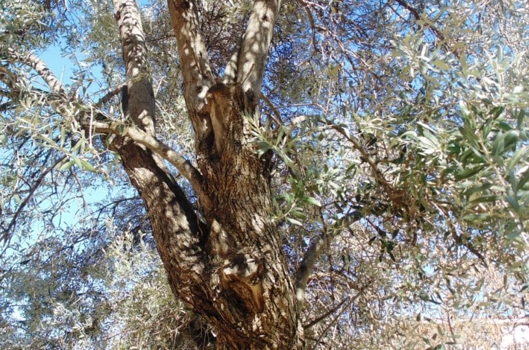 Alternatieve lagering van olijfbomen