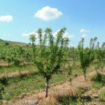 Die Bewässerung von Apfelbäumen