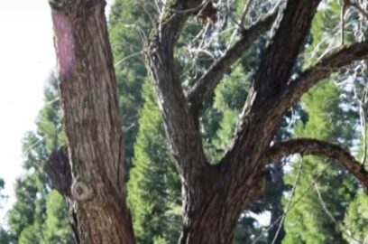 Beschneiden und Ausdünnen von Walnussbäumen – Wie schneidet man Nussbäume?