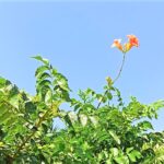 Bignoniaceae – Trompetenblumen