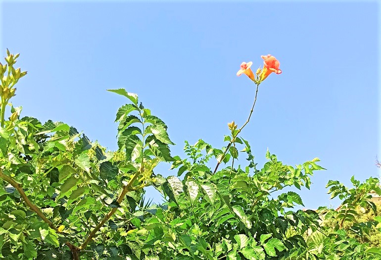 Bignoniaceae – Trompetenblumen