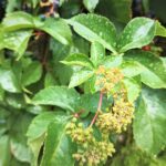 Come coltivare la vite americana (Parthenocissus quinquefolia)