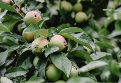Düngen von Apfelbäumen – Wann soll man Apfelbäume düngen?