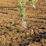 Come viene gestito il terreno dell Oliveto? Quando arare gli alberi di ulivo? inerbimento oliveto con trifoglio - inerbimento permanente oliveto